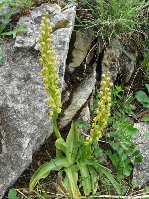 Orchis anthropophora?